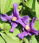 �\��̔� �N���}�`�X �c ���̗d�� �C���e�O���t�H���A�n ��������̃N���}�`�X 2�N���c 10.5cm�|�b�g ochi 3����{�ȍ~����