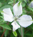 �\��̔� �N���}�`�X �c �A���o���O�W�����A���X �r�`�Z���n ��������̃N���}�`�X 2�N���c 10.5cm�|�b�g ochi 3����{�ȍ~����