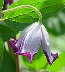 �N���}�`�X �c �v�V���P �r�`�Z���n ��������̃N���}�`�X 2�N���c 10.5cm�|�b�g ochi