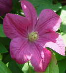 �\��̔� �N���}�`�X �c �}�[�S�b�g�R�X�^�[ �r�`�Z���n ��������̃N���}�`�X 2�N���c 10.5cm�|�b�g ochi 3����{�ȍ~����