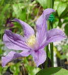 �N���}�`�X �c �A���x�� �C���e�O���t�H���A�n ��������̃N���}�`�X 2�N���c 10.5cm�|�b�g ochi