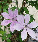 �\��̔� �N���}�`�X �c �W�n �t�����_�n ��������̃N���}�`�X 2�N���c 10.5cm�|�b�g ochi 3����{�ȍ~����