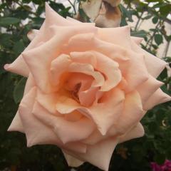 \̔ oc oc  |[J[h lG炫 KN ΂ IW troe 12{ȍ~