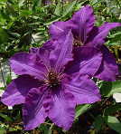 �\��̔� �N���}�`�X �c �U�v���W�f���g �p�e���X�n ��������̃N���}�`�X 2�N���c 10.5cm�|�b�g ochi 3����{�ȍ~����