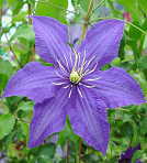 �\��̔� �N���}�`�X �c ���v�\�f�B�[ �p�e���X�n ��������̃N���}�`�X 2�N���c 10.5cm�|�b�g ochi 3����{�ȍ~����