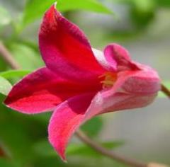 �N���}�`�X �c �v�����Z�X�_�C�A�i �e�L�Z���V�X�E���B�I���i�n ��������̃N���}�`�X 2�N���c 10.5cm�|�b�g ochi