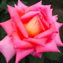 \̔ oc oc  EGXg~X^[ lG炫 KN ΂ sN EFXg~X^[ troe 12{ȍ~