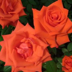 \̔ oc oc  }WbN[g lG炫 KN ΂  troe 12{ȍ~