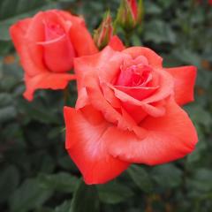 \̔ oc oc  ACbV~Xg lG炫 KN ΂  troe 12{ȍ~