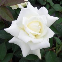 �\��̔� �o���c �o����c ��� �W����F.�P�l�f�B �l�G�炫 �K�N �΂� �� troe 12�����{�ȍ~����
