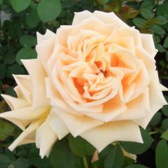 \̔ oc oc  oVA lG炫 KN ΂ IW troe 12{ȍ~