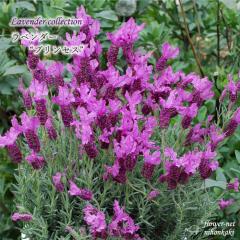 ���x���_�[ �c �v�����Z�X 10.5cm�|�b�g �o�^�i�� �t�����`���x���_�[ �ԕc �h���� �K�[�f�j���O �n�[�u�c Herb hlr