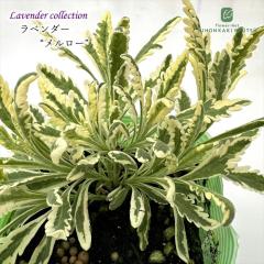 ���x���_�[ �c �������[ 10.5cm�|�b�g ������ �C���O���b�V�����x���_�[ �ԕc �h���� �K�[�f�j���O �n�[�u�c Herb hlp