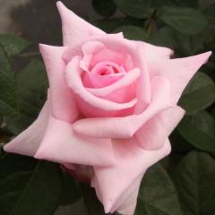 \̔ oc oc o RpbV lG炫  KN ΂ sN troe 12{ȍ~