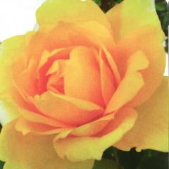 \̔ oc oc  S[fVg[ lG炫 KN ΂ F troe 12{ȍ~