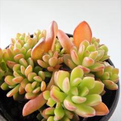 �����A�� hm�Z�_�� �΂�܂� �W���C�Y�h���b�v �����A�� �Z�_�� 6cm�|�b�g