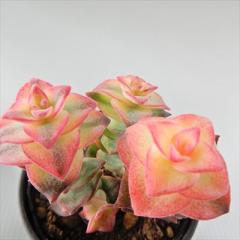 �����A�� hm�N���b�X�� ��\���� �����A�� �N���b�X�� 6cm�|�b�g