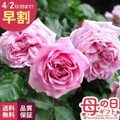 �_ ���� �^ ��̓� �v���[���g �o�� �f���o�[�� ���[�Y�|���p�h�D�[�� �o�^�i�� 6���� �������� ��̓��M�t�g ���蕨 �o�� �K�N �v���[��