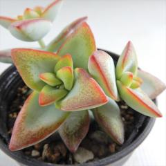 �����A�� hm�N���b�X�� �T���X�^�[ �����A�� �N���b�X�� 6cm�|�b�g