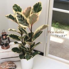�ϗt�A�� �t�B�J�X �e�B�l�P �S���̖� 6���� �������� �ϗt�A�� ���� ���蕨 �v���[���g �C���e���A ������� koe