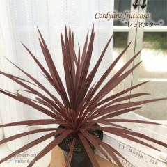 観葉植物 コルジリネ レッドスター 5号鉢 コルディリネ 送料無料 観葉植物 カラーリーフ