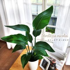 �ϗt�A�� �X�g�����`�A �I�[�K�X�^ 6���� �X�g���`�A �������� �ϗt�A�� ���� ���蕨 �v���[���g �C���e���A �������
