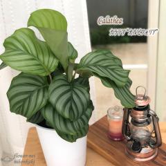 �ϗt�A�� �J���e�A �I���r�t�H���A 6���� �������� �ϗt�A�� ���� ���蕨 �v���[���g �C���e���A �������
