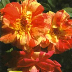 \̔ oc oc o Ղ KN ΂ IW troe 12{ȍ~