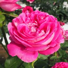 \̔ oc oc I[h[Y |[lC  KN ΂ sN troe 12{ȍ~