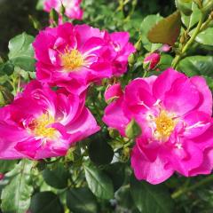 \̔ oc oc  rIb^ lG炫 KN ΂ F troe 12{ȍ~