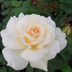 \̔ oc oc  t`[X lG炫 KN ΂  troe 12{ȍ~