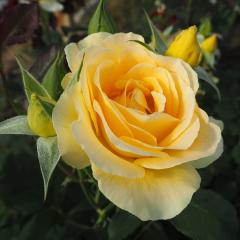 �\��̔� �o���c �o����c ���� �n�j�[�u�[�P �l�G�炫 �K�N �΂� ���F troe 12�����{�ȍ~����