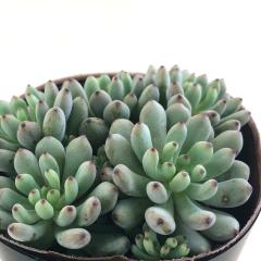 �����A�� se�O���v�g�y�^���� �u���b�N�x���[ �����A�� �Z�_�� 7.5cm�|�b�g