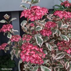 �R�A�W�T�C ��a��� 9cm�|�b�g �i��o�^�o�蒆 ������ �c �ԕc �c�� �R�������� ���}�A�W�T�C �R���z�� atm