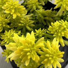 �����A�� se�Z�_�� �~���U �����A��  �Z�_�� 9cm�|�b�g