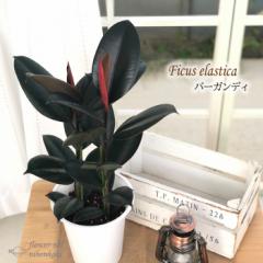 �ϗt�A�� �t�B�J�X �o�[�K���f�B �S���̖� 6���� �������� �ϗt�A�� ���� ���蕨 �v���[���g �C���e���A ������� koe