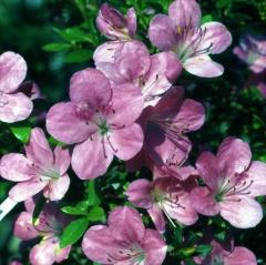 �\��̔�  �[�R�����c�c�W �}�� 9cm�|�b�g �J�ԗ\�芔 �����ق� �~���}�L���V�}�c�c�W �� �ԕc ��� �Ԗ� toy 2�����{�ȍ~����