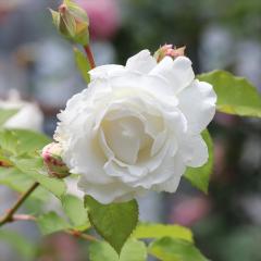 �\��̔� �o�� �c �o�� �V�c ���T �I���G���e�B�X �N���[�h �J��Ԃ��炫 �K�N �΂� �������� �� has 5�����{�ȍ~����