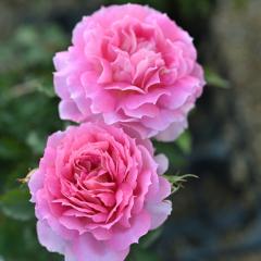 �\��̔� �o�� �c �o�� �V�c ���T �I���G���e�B�X �y�l���y�C�A �i��o�^�o�蒆 �l�G�炫 �K�N �΂� �������� �s���N has 4�����{�ȍ~��