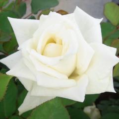 �\��̔� �o�� �c �o�� �V�c ��� �A�C�X�t�����[ �ؗ��� �l�G�炫 �K�N �΂� �� tros 4�����{�ȍ~����