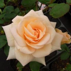 �\��̔� �o�� �c �o�� �V�c ��� �A�v���R�b�g�l�N�^�[ �ؗ��� �l�G�炫 �K�N �΂� �s���N tros 4�����{�ȍ~����