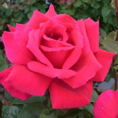 �\��̔� �o�� �c �o�� �V�c ��� �G�[�{�� �ؗ��� �l�G�炫 �K�N �΂� �� tros 4�����{�ȍ~����