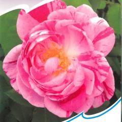 �\��̔� �o�� �c �o�� �V�c �I�[���h���[�Y �I�m���[�k�h�D�u���o�� ���鐫 �Ԃ�炫 ���� �K�N �΂� �s���N tros 4�����{�ȍ~����