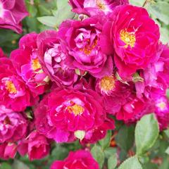 �\��̔� �o�� �c �o�� �V�c ��o�� �J�[�f�B�i���q���[�� ���鐫 �l�G�炫 �K�N �΂� �� tros 4�����{�ȍ~����