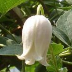 �\��̔� �N���}�`�X �c �J�C�E �e�L�Z���V�X�E���B�I���i�n ��������̃N���}�`�X 2�N���c 10.5cm�|�b�g ochi 3����{�ȍ~����