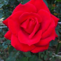 �\��̔� �o�� �c �o�� �V�c ��� �T�}���T �ؗ��� �l�G�炫 �K�N �΂� �� tros 4�����{�ȍ~����