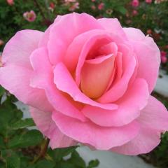 �\��̔� �o�� �c �o�� �V�c ��� �e�B�t�@�j�[ �ؗ��� �l�G�炫 �K�N �΂� �s���N tros 4�����{�ȍ~����