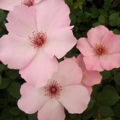 �\��̔� �o�� �c �o�� �V�c ��o�� �f�C���e�B�x�X �鐫 �Ԃ�炫 ��� �K�N �΂� �s���N �f���e�B�x�X tros 4�����{�ȍ~����