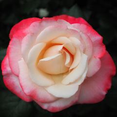 �\��̔� �o�� �c �o�� �V�c ��� �m�X�^���W�[ �ؗ��� �l�G�炫 �K�N �΂� �� tros 4�����{�ȍ~����