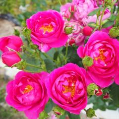 �\��̔� �o�� �c �o�� �V�c ���� �p�[�v���n�[�g �ؗ��� �l�G�炫 �K�N �΂� �� tros 4�����{�ȍ~����